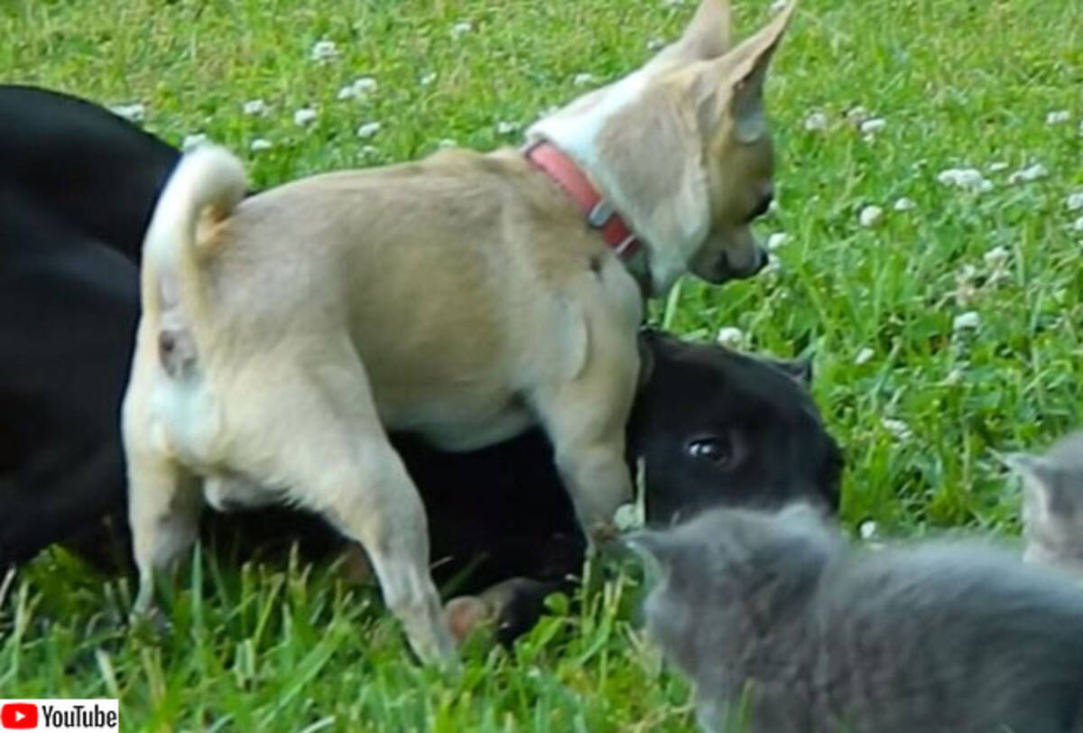 怖がってるからその辺でやめとけ 子猫を犬から守ろうとするチワワ 年12月9日 エキサイトニュース