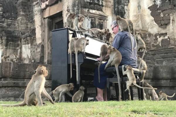 観光客が減り空腹の猿たちの現状を知ってもらうためピアニストが猿に囲まれながら演奏 タイ 年12月10日 エキサイトニュース