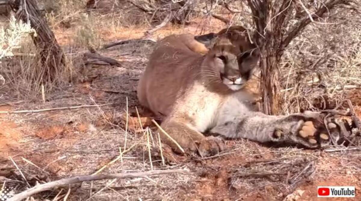 野生のピューマが罠に 外してやるから大人しくしてろや とハンター氏力技で行く 年12月11日 エキサイトニュース