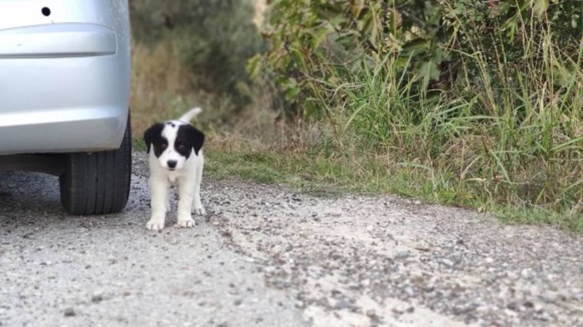 ボクを一緒に連れてって 車の後を必死で追いかけてきた野良犬の保護物語 ギリシャ 年12月14日 エキサイトニュース