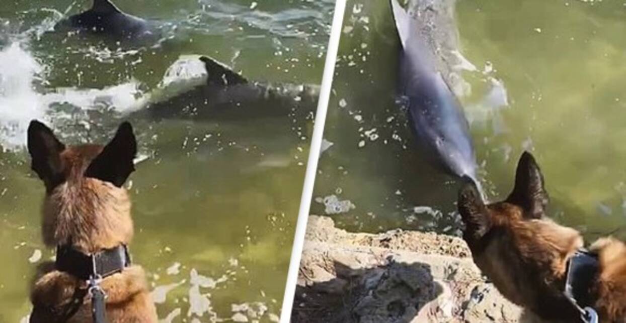 警察犬がイルカのカップルと仲良しに 水陸を挟んで仲良く追いかけっこ オーストラリア 年12月28日 エキサイトニュース