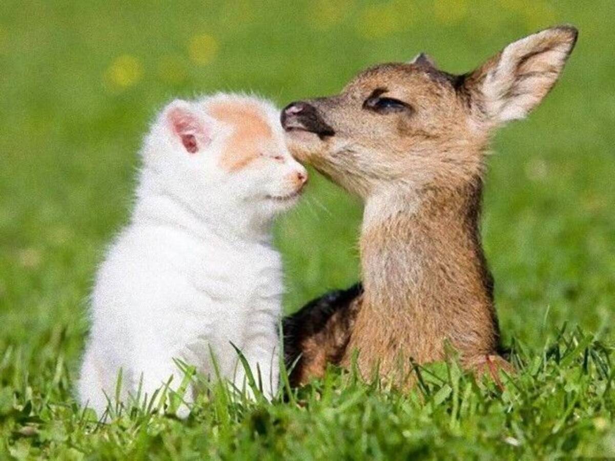 童話の世界から抜け出て来たの かわいい小鹿と動物たちのほんわか仲良し写真集 年12月15日 エキサイトニュース