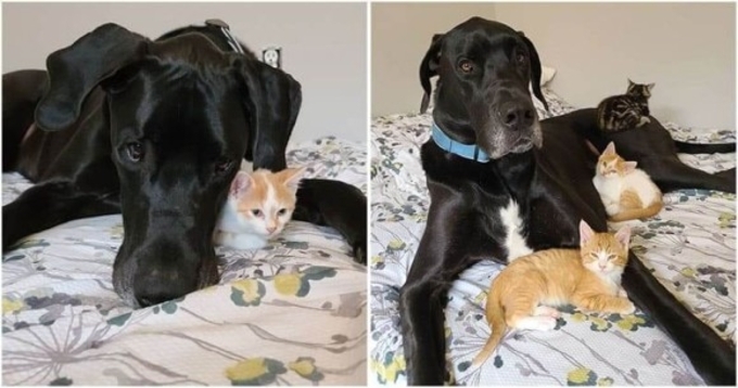 野犬に襲われお腹の中にいた我が子を失った猫だが 独りぼっちの子犬の母親役をかって出た メキシコ 17年4月23日 エキサイトニュース 野犬に襲われお腹の中にいた我が子を失った猫だが 独りぼっちの子犬の母親役をかって出た メキシコ 17年4月23日 エキサイトニュース