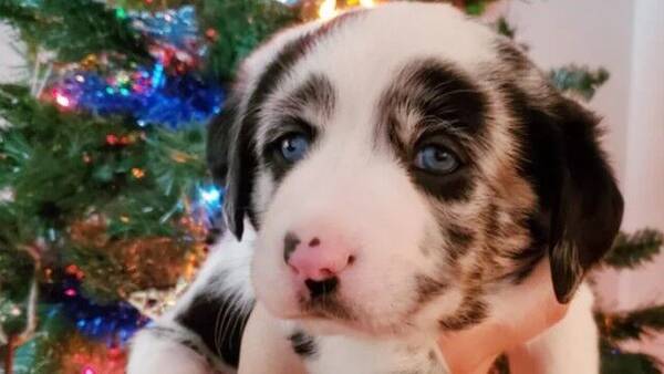 犬は二匹までって決めていた なのに 最近四匹目の子を飼い始めました 模様がウシっぽいのでセーフってことで 年12月18日 エキサイトニュース