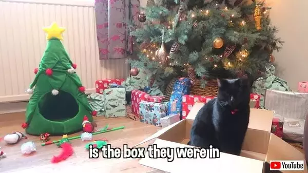 ホリデーシーズンがやってくる！さて猫がクリスマスに欲しいものは何？