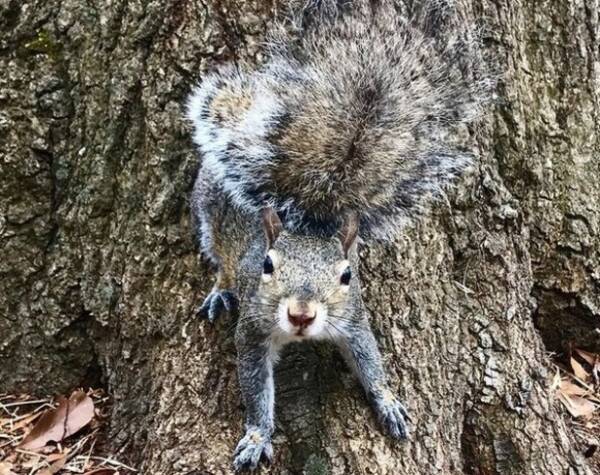 助けてくれたこと ずっと忘れないよ 10年前に救ってくれた一家のもとを訪問し続ける野生のリスの物語 アメリカ 年12月21日 エキサイトニュース