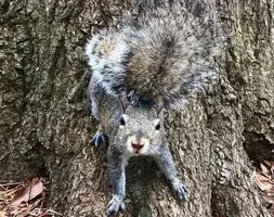 カラスの恩返し 子ガラスを助け 一家に餌を与えていた男性にカラスからのサプライズギフト アメリカ 19年4月16日 エキサイトニュース