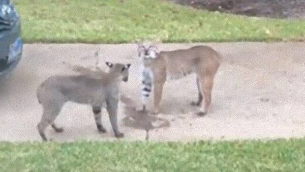 玄関先でボブキャットたちがファイッ 縄張り争いをするボブキャットの素早い動きに注目 年12月22日 エキサイトニュース