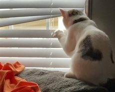 猫は見た！窓から外を偵察する猫たちのいる風景