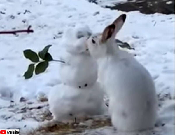 ウサギが雪だるまにキス ファンタジーかと思ったら鼻のニンジンを食べてた 年12月28日 エキサイトニュース