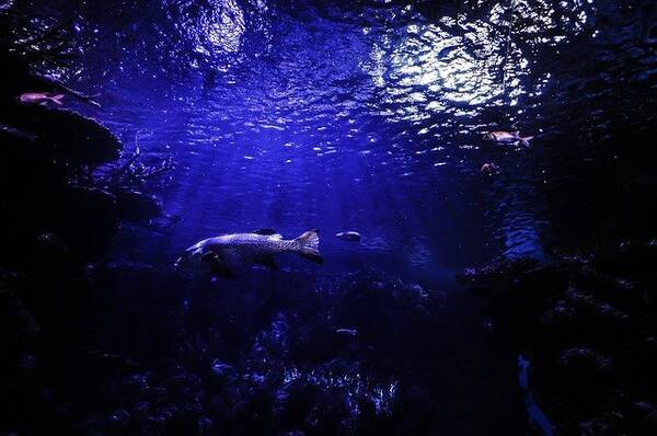 年に深海で発見された驚くべき7つのもの 奇妙な生物から巨大氷河の底まで続々登場 年12月28日 エキサイトニュース