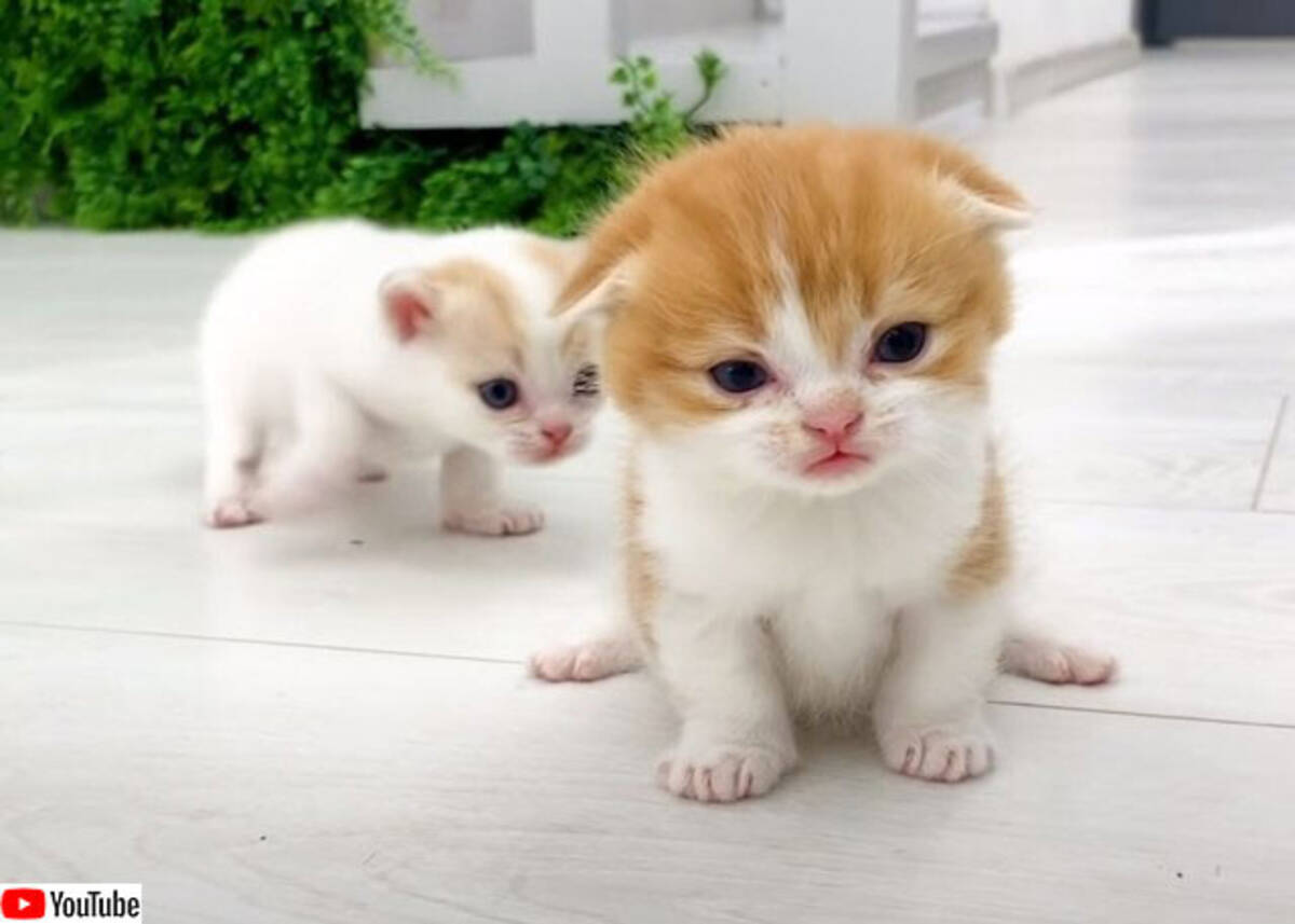 尊くて悶絶 生後3週間の子猫が妹に走り方を教えようとがんばる 年12月29日 エキサイトニュース 尊くて悶絶 生後3週間の子猫が妹に走り方を教えようとがんばる 年12月29日 エキサイトニュース