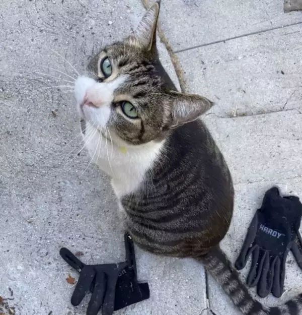 ご近所で盗みを繰り返す泥棒猫、その理由は飼い主にプレゼントするため