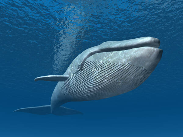 世界最大種のシロナガスクジラ お尻の穴はどれくらい大きいのだろう 21年1月16日 エキサイトニュース