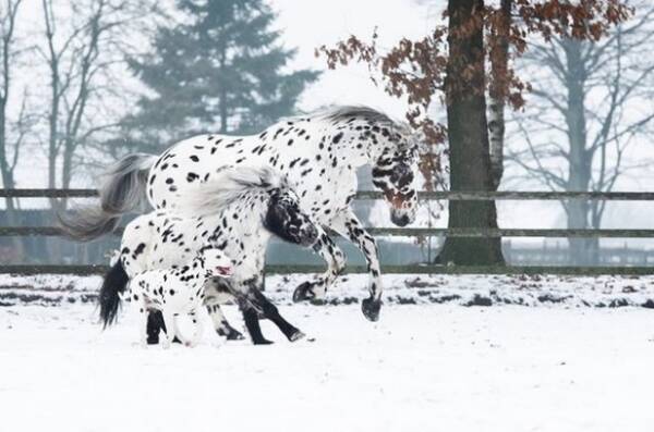 ディズニーのファンタジーかな 同じ柄を持つ大親友トリオ 馬とポニーとダルメシアンの種を超えた絆が美しい オランダ 21年1月11日 エキサイトニュース