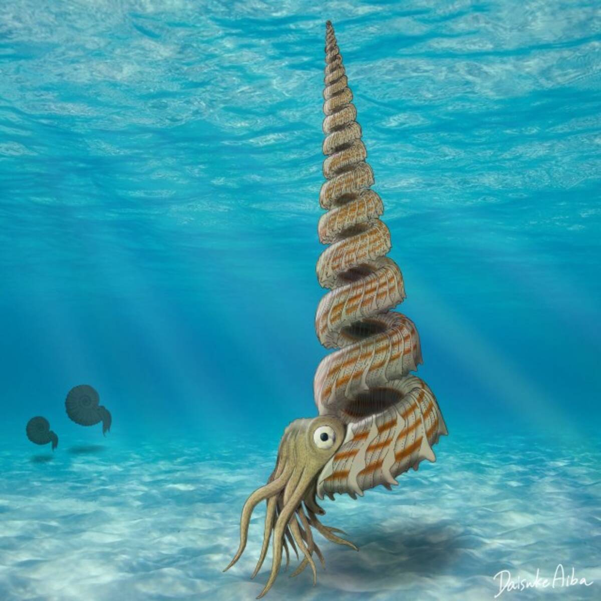 新種の異常巻きアンモナイトが北海道で発見される (2021年1月15日 