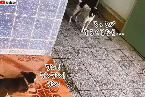 小犬に吠えられた犬、怖くなって立ち去ったかと思いきや最強の助っ人を連れてきた