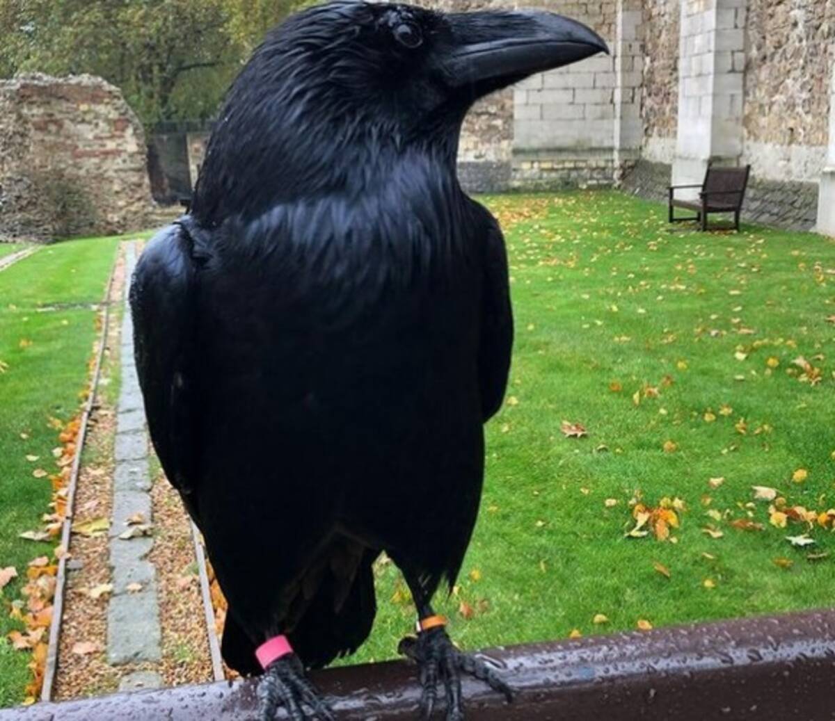 ロンドン塔に住むカラスの1羽が消息不明に 国が崩壊するというジンクスに全英が震える イギリス 21年1月17日 エキサイトニュース ロンドン塔に住むカラスの1羽が消息不明に 国が崩壊するというジンクスに全英が震える イギリス 21年1月17日 エキサイトニュース