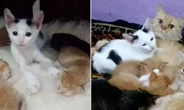 子育て中の母猫の懐に忍び込み、子供のふりをした孤独な子猫、愛と幸せを手に入れる（インドネシア）