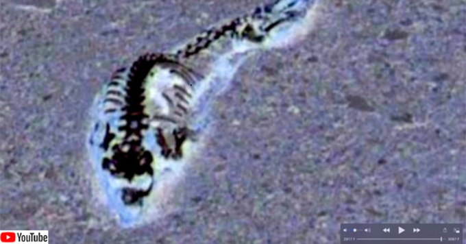 南極の氷床3500メートルで未知なる生物を発見 半透明のプニプニしたこの生き物はいったい何 19年9月27日 エキサイトニュース