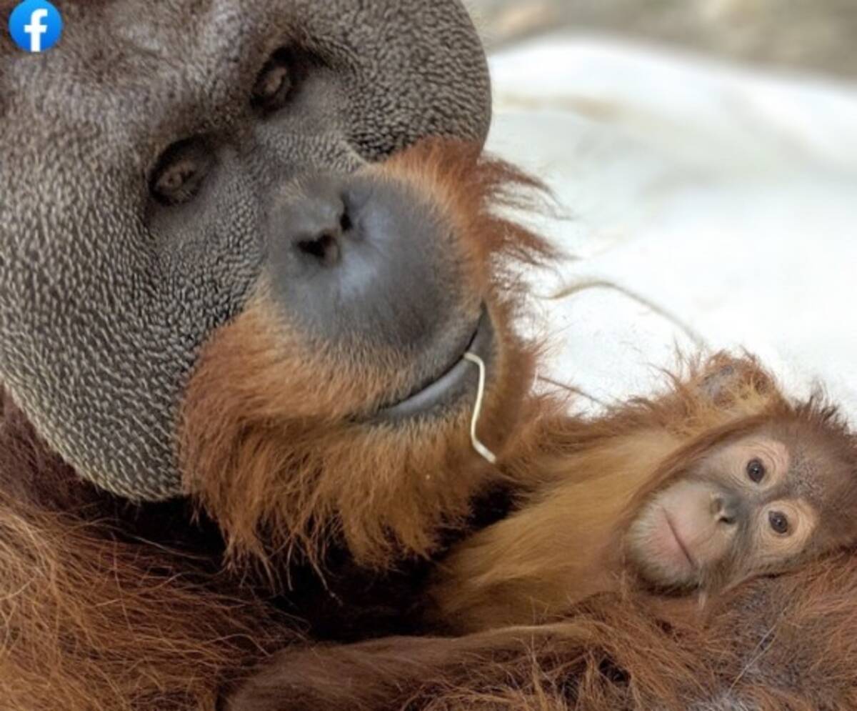 オスのオランウータンが急死した母親に代わって娘をかいがいしく子育て アメリカ 21年1月21日 エキサイトニュース