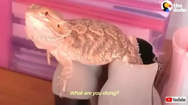 トカゲも懐くと犬化する？ご主人が名前を呼ぶと全力で走ってくるフトアゴくん