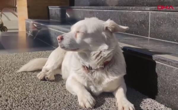 飼い主の乗った救急車を追いかけ 退院するまで病院の前で待ち続けた犬 6日後の再会の喜びっぷりに涙 トルコ 21年1月23日 エキサイトニュース