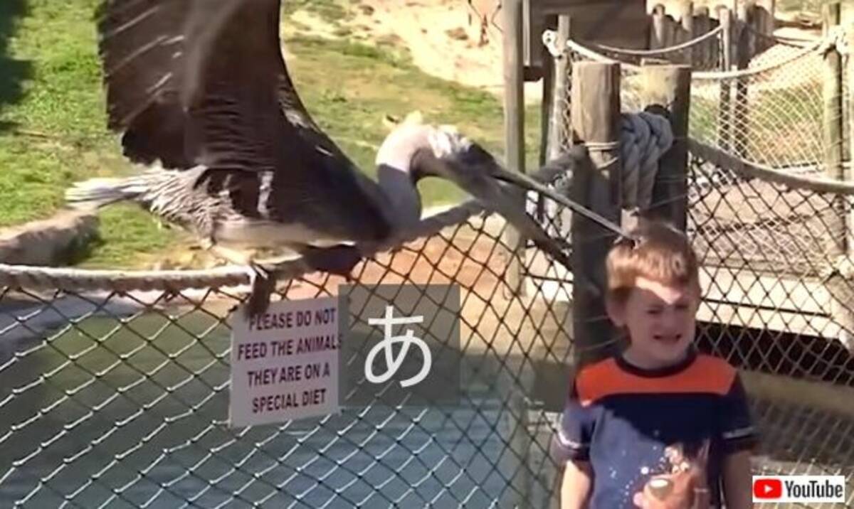 だからみんなここが好き 動物園を舞台に起こった生き物と子供の間のハプニング集 21年1月23日 エキサイトニュース