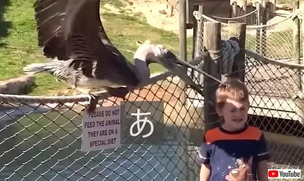 だからみんなここが好き！動物園を舞台に起こった生き物と子供の間のハプニング集