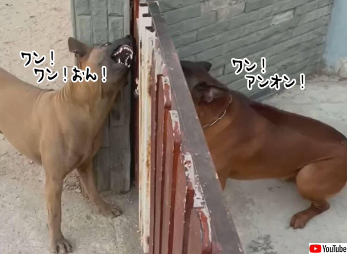 フェンス越しでは闘志むき出しで吠えまくる犬の対決 ところがフェンスを開くと 21年1月31日 エキサイトニュース フェンス越しでは闘志むき出しで吠えまくる犬の対決 ところがフェンスを開くと 21年1月31日 エキサイトニュース