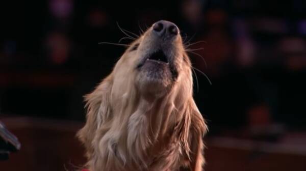 オーディション番組に出演した 歌う犬 が 審査員と観客全員を笑顔に アメリカ 21年1月27日 エキサイトニュース