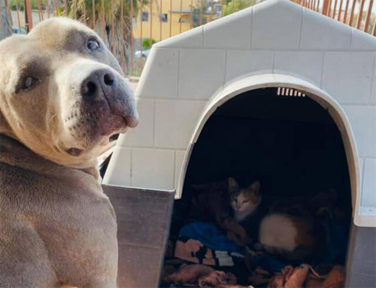 ボクの犬小屋使っていいよ 野良の母猫の出産を助け 友情を育んだ犬 メキシコ 21年1月30日 エキサイトニュース