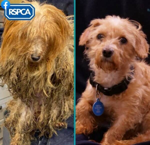 別犬のように生まれ変わる 劣悪な飼育環境から保護された犬たちのビフォア アフター イギリス 21年2月8日 エキサイトニュース