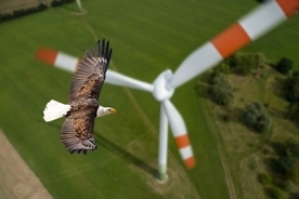 鳥が近づくと風力発電のタービンが止まる。スマートカメラが鳥の衝突事故を大幅に減らす