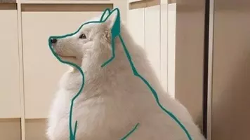 仲間やし サモエド犬の中にまじる猫に関する海外の反応 19年6月17日 エキサイトニュース