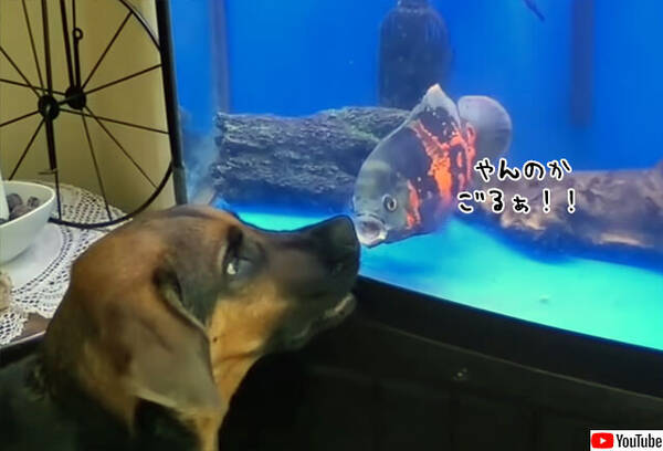 激おこぷんぷん魚 水槽越しで犬とガチンコ対決 21年2月12日 エキサイトニュース