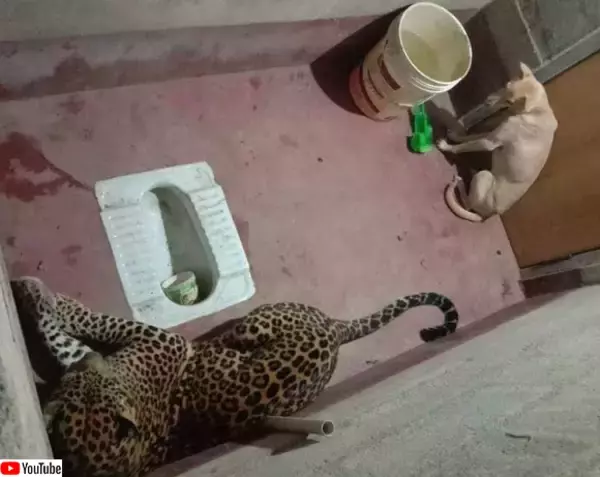野生のヒョウに追いかけられた犬、トイレに逃げ込み長時間共に過ごすも無傷で生還