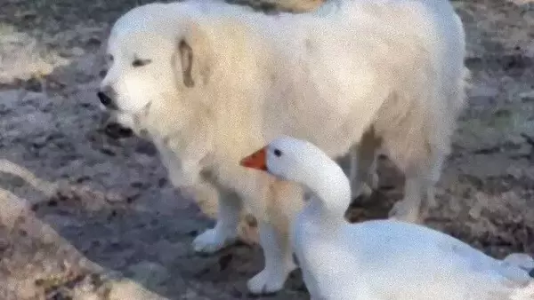 コノ犬離サナイ…。大好きな犬をヤギから守ろうとするアヒルの愛