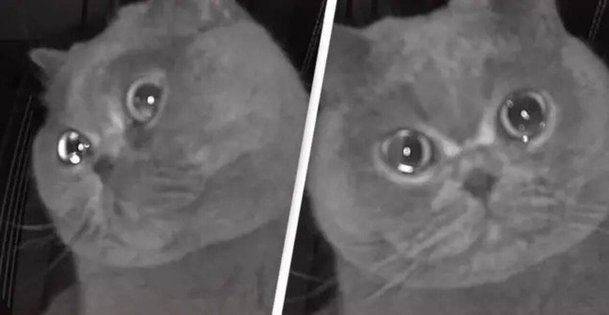 猫が泣いてる 帰らなきゃ 帰省中涙を浮かべている猫の姿が監視カメラに映り予定を早めて帰宅した飼い主 21年2月28日 エキサイトニュース