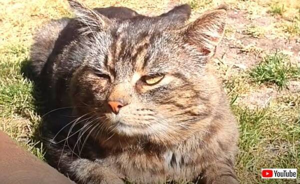 猫氏 ここのおうちなら飼われてあげてもいいニャ そして野良猫が家族になった 21年2月日 エキサイトニュース