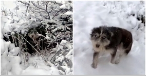 寒さで凍えている子犬たちを救うため、人間に助けを求めた母犬の物語（セルビア）