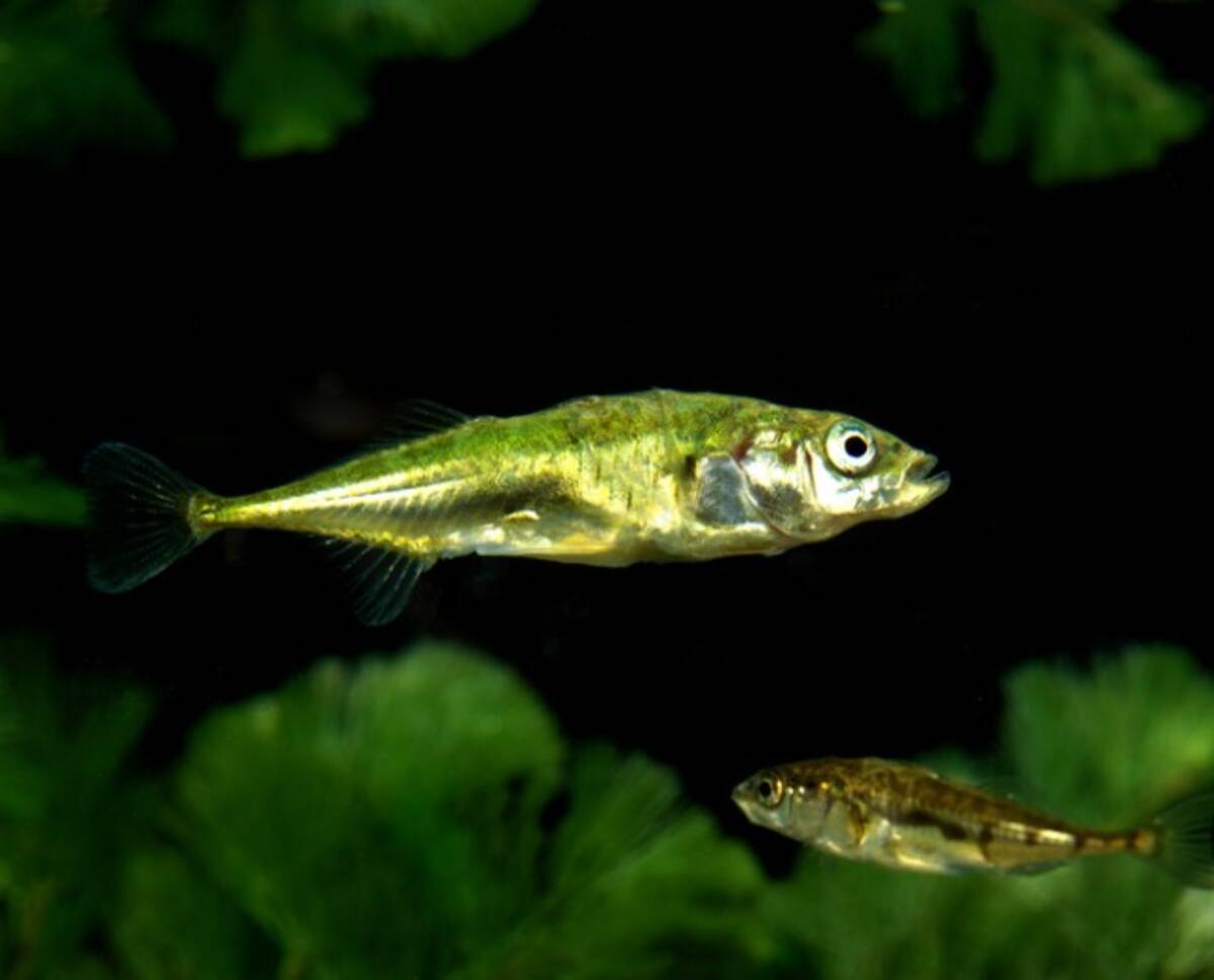 魚にも個性がある 泳ぎ方でどんな性格なのかを知るヒントになる 英研究 21年2月28日 エキサイトニュース 魚にも個性がある 泳ぎ方でどんな性格なのかを知るヒントになる 英研究 21年2月28日 エキサイトニュース