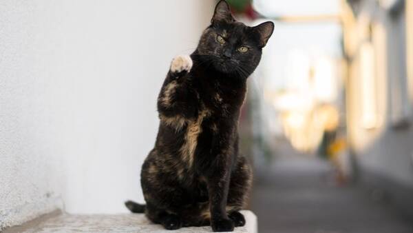 猫が1分間に26のトリックに成功 世界ギネス記録に認定される 21年3月29日 エキサイトニュース