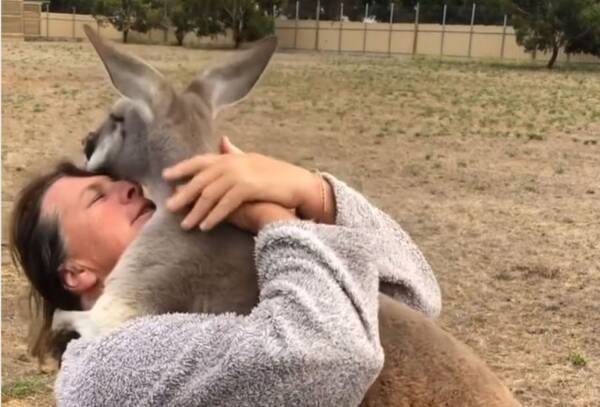 人間を抱きしめるのが大好きなカンガルー 覆いかぶさってハグハグ 21年3月4日 エキサイトニュース