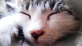 猫飼いあるある。なぜ猫は飼い主の足元で眠るのか？
