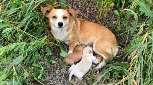 子犬と共に捨てられた母犬 他の人を寄せ付けず元の飼い主が戻ってくるのを信じて待ち続けていた セルビア 21年3月8日 エキサイトニュース