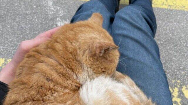車が故障して途方に暮れていたら 野良猫がお膝にやってきた これって運命の出会いなの 甘えん坊な野良猫に関する海外の反応 21年3月4日 エキサイトニュース