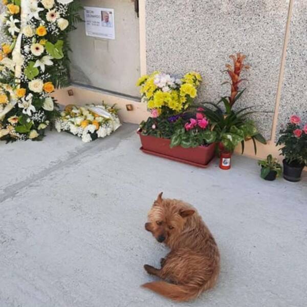 亡くなった飼い主のお墓を自力で探し出し 毎日お墓参りに行く犬 イタリア 21年3月10日 エキサイトニュース