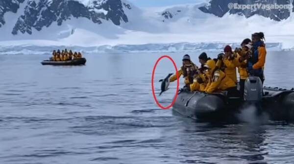 シャチに追われていたペンギン 人間のボートに逃げ込み危機を脱する 南極 21年3月13日 エキサイトニュース