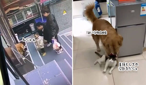 またおまえか 玄関前を塞いでいた猫 犬に撤収される 21年3月15日 エキサイトニュース